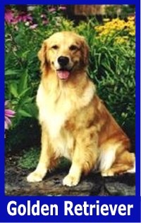 Golden Retriever Blue Border